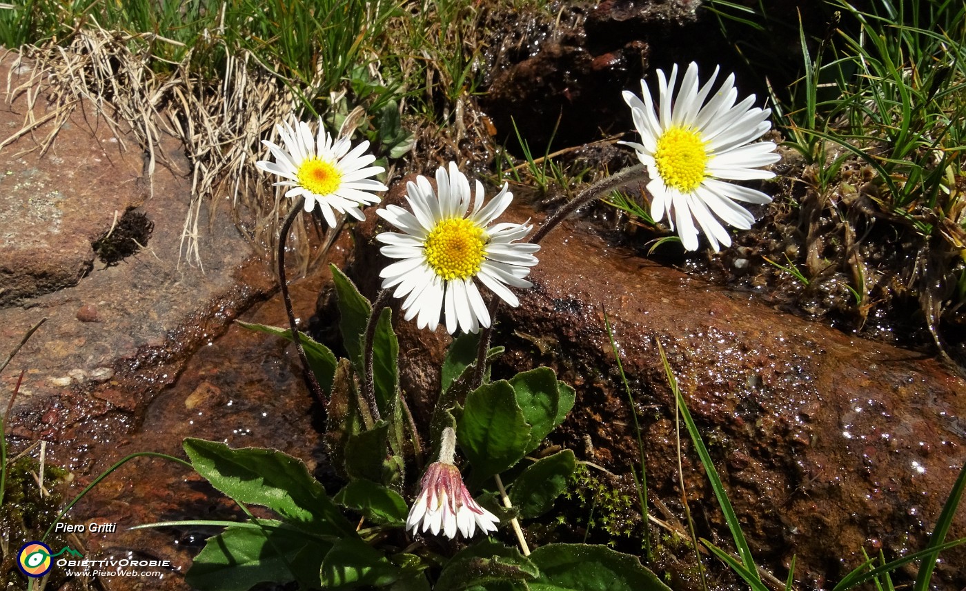 29 Margherite d'Alpe alla sorgente.JPG